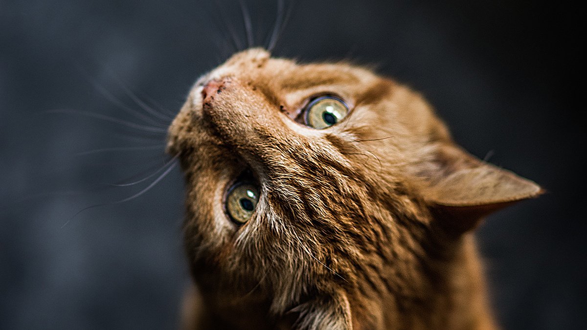 Что делать, если у кота слезится один глаз и не открывается - Питомцы  Mail.ru