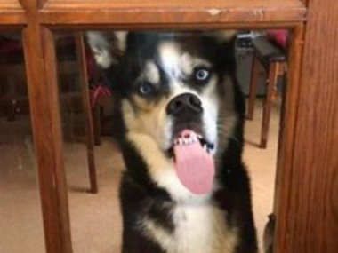 Pets.mail.ru Pets.mail.ru