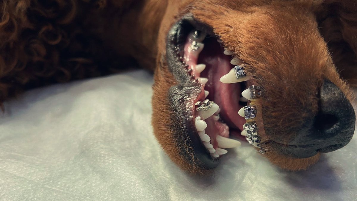 Когда могут выпадать зубы у собак