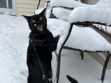 Кошка впервые видит снег