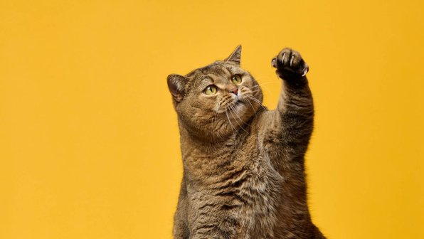 6 секретов, которые скрывают когти вашей кошки