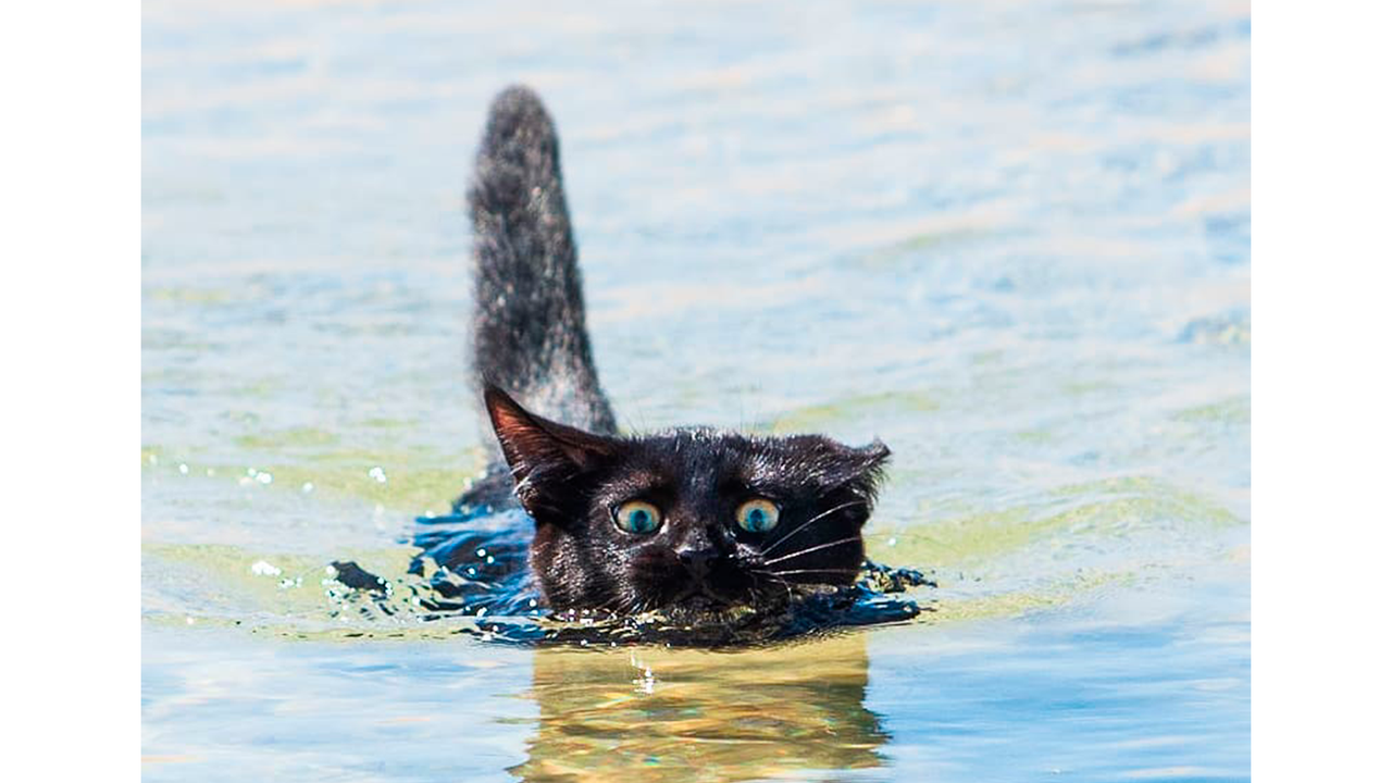 Cat ocean. Кот плывет. Кошка плавает. Черный кот плавает. Кошка отряхивается.