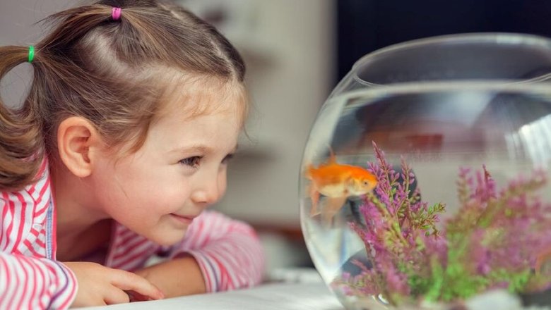 Домашних животных дарить не принято, но можно остановить выбор на мини-аквариуме. 