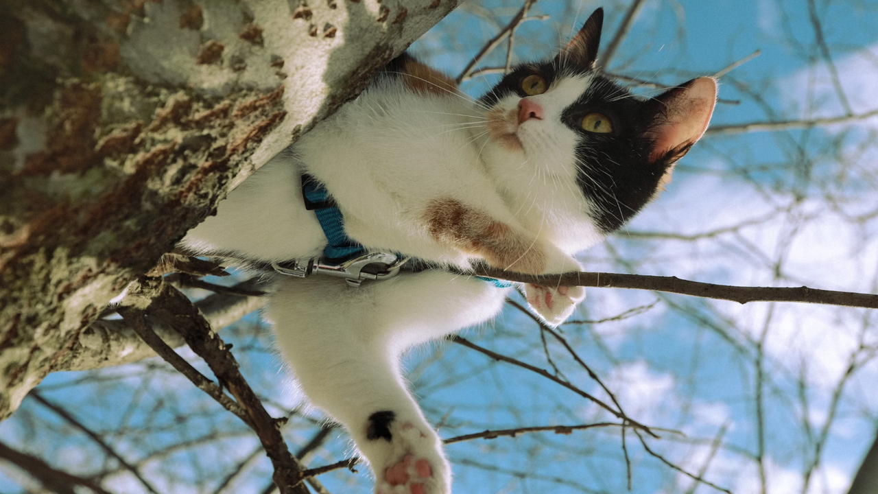 Кошка Кошка