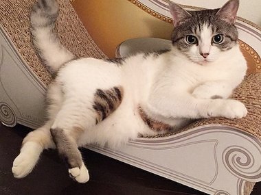 Уроки соблазнения от кошечек.