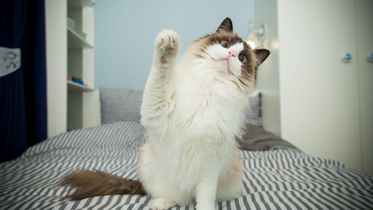 Кошка Кошка
