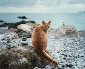 Кошка на берегу