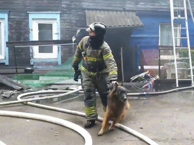 В Иркутске пожарные вынесли из огня котика и овчарку