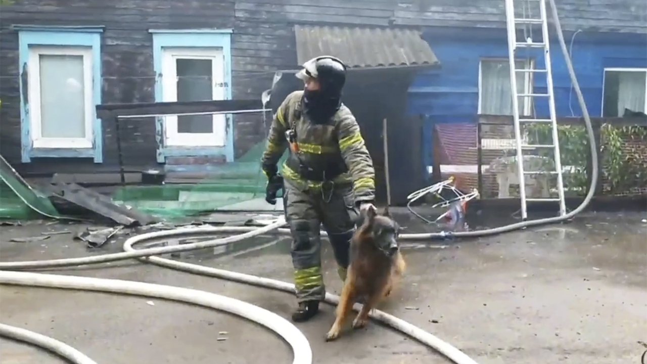 В Иркутске пожарные вынесли из огня котика и овчарку