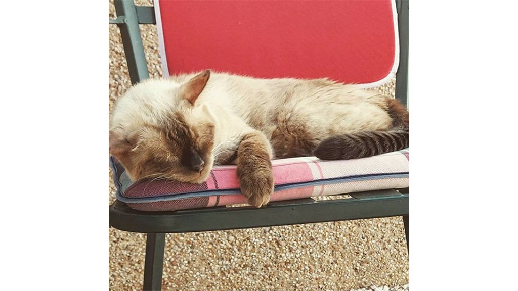 Кот Кот