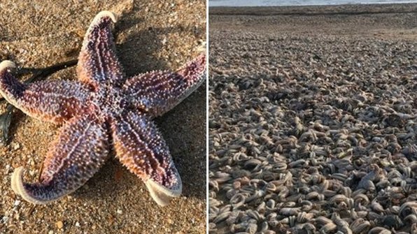 Побережье Великобритании засыпало морскими звездами
