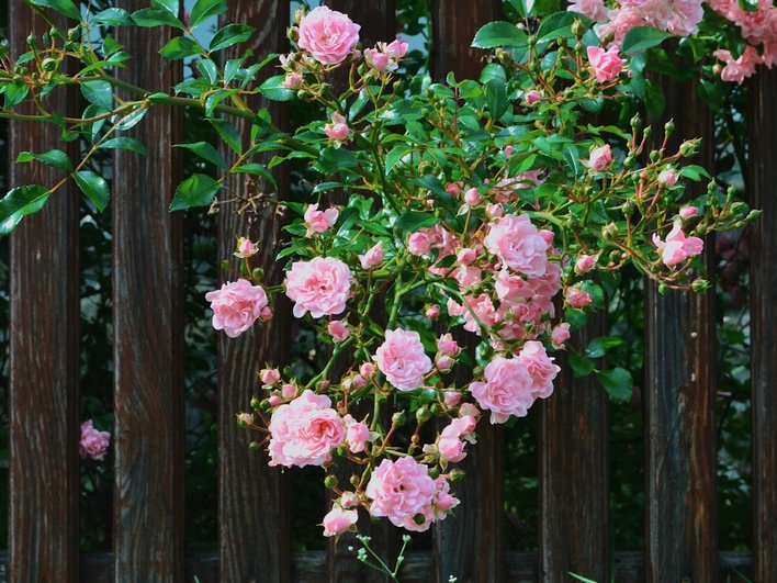 Вьющиеся розы с розовыми цветками на деревянном заборе.