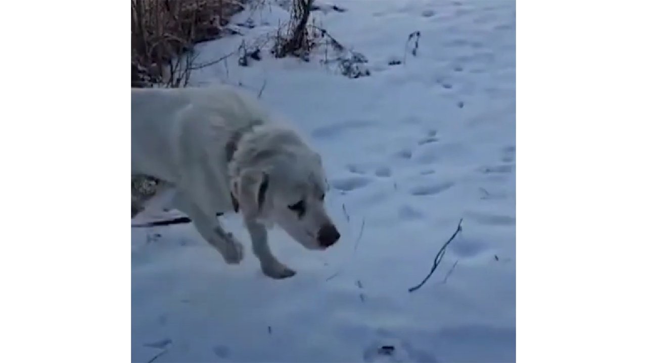 Брошенные в гараже собаки восстановились и готовы к новой жизни