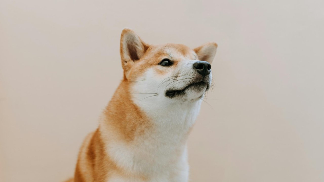 Собака Собака