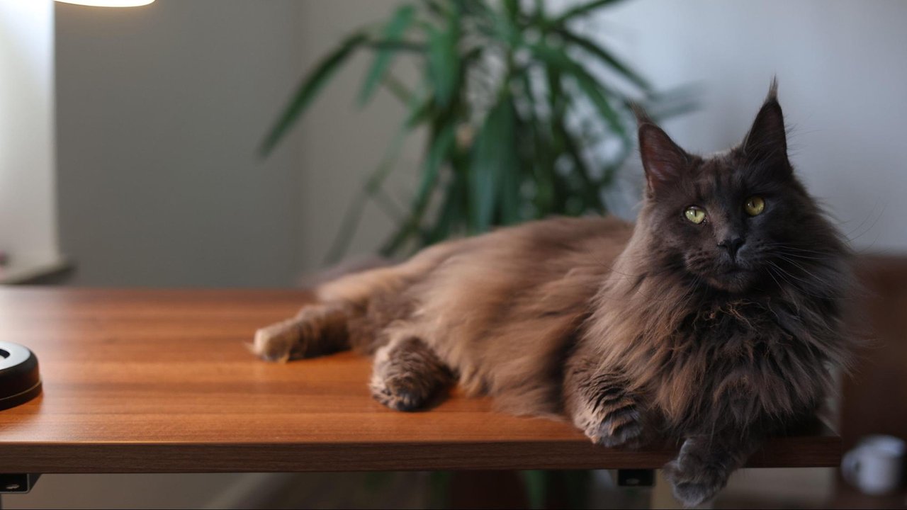 Кошка Кошка