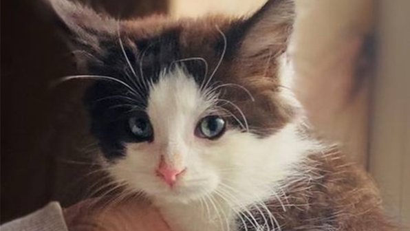 В Химках спасли котенка, которого пытались утопить