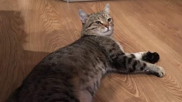 Красноярский кот вернулся к своим хозяевам спустя 7 лет