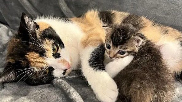 Кошка с малышом приняли в семью чужого котенка. И это милота!
