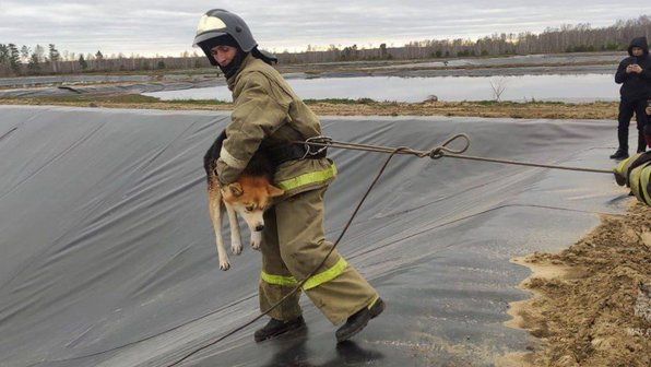 Под Красноярском собаки 3 дня умоляли о помощи