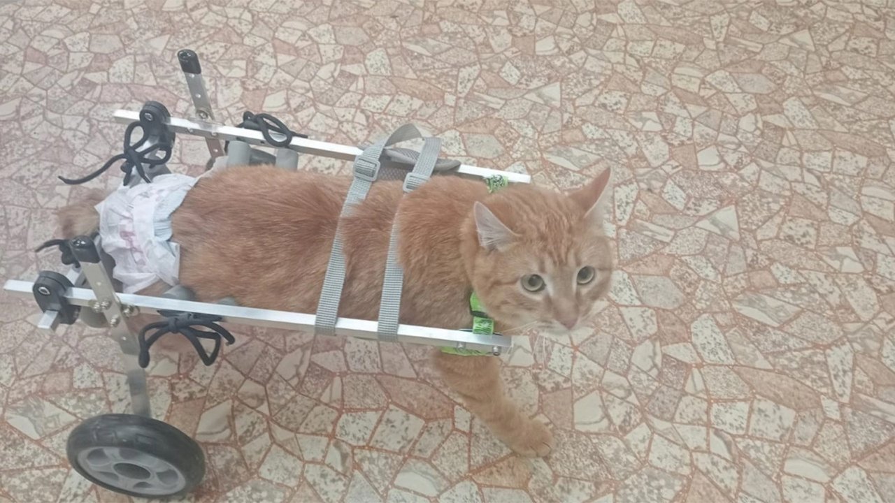 Жители поселка собрали деньги на коляску для кота-инвалида Жители поселка собрали деньги на коляску для кота-инвалида