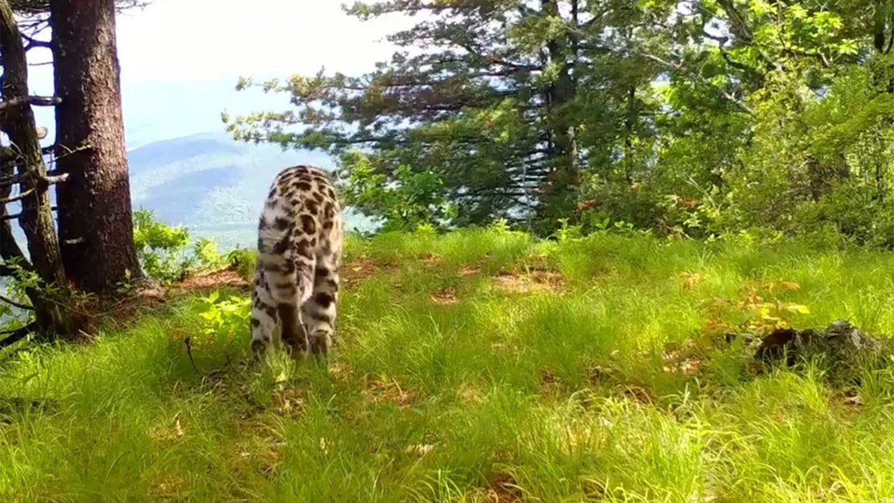 Леопард Леопард