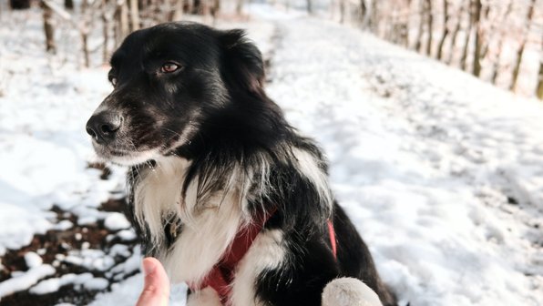 Почему собаку нельзя оставлять на улице зимой