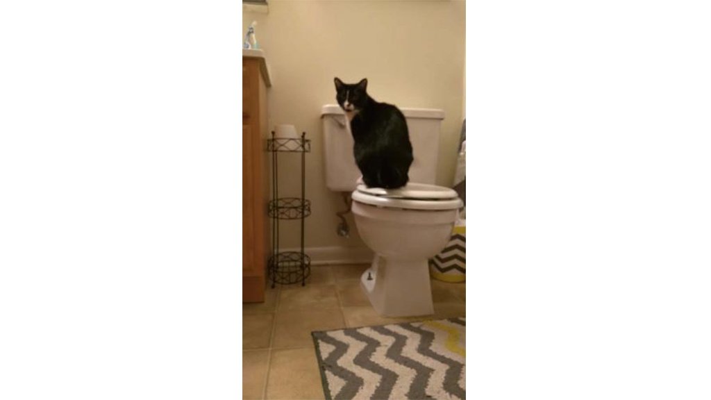 Кот