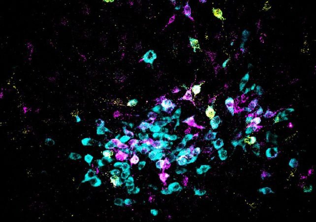 Изображение некоторых нейронов (голубой цвет) с индикаторами нейронных связей пурпурного и желтого цвета