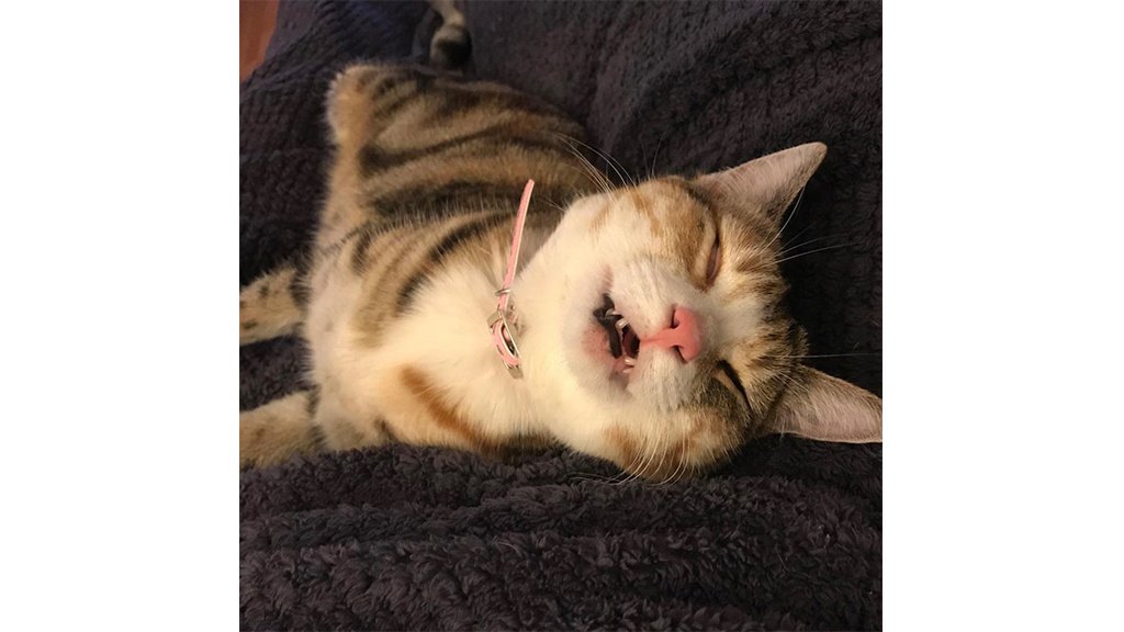 Котики