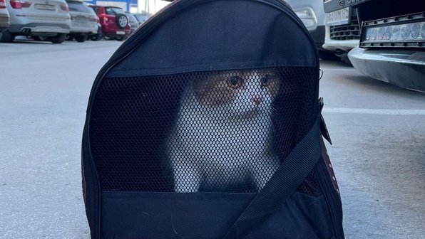 В Новосибирске хозяева бросили в кустах кота с грустной запиской