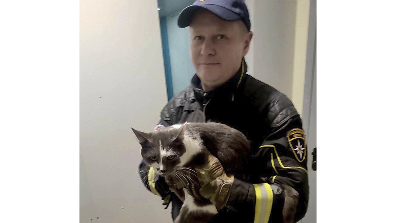 В Москве спасли домашнего кота, который не мог слезть с дерева В Москве спасли домашнего кота, который не мог слезть с дерева