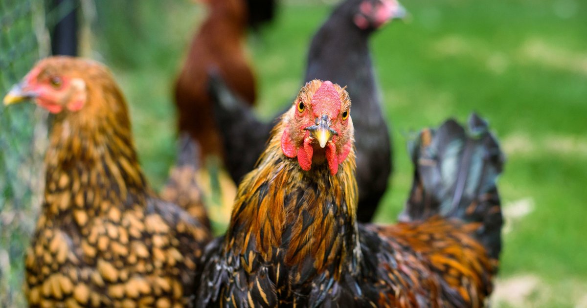 Почему курица краснеет: ответ ученых