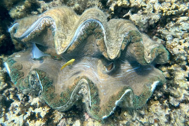 Tridacna gigas