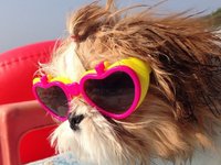Content image for: 490926 | Собаки в отпуске: лучшие фото