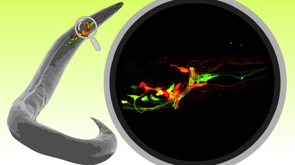 Синапсы в теле нематоды «фильтруют» сенсорную информацию