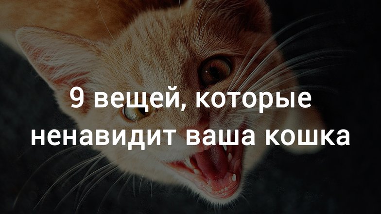 9 вещей, которые не любят кошки