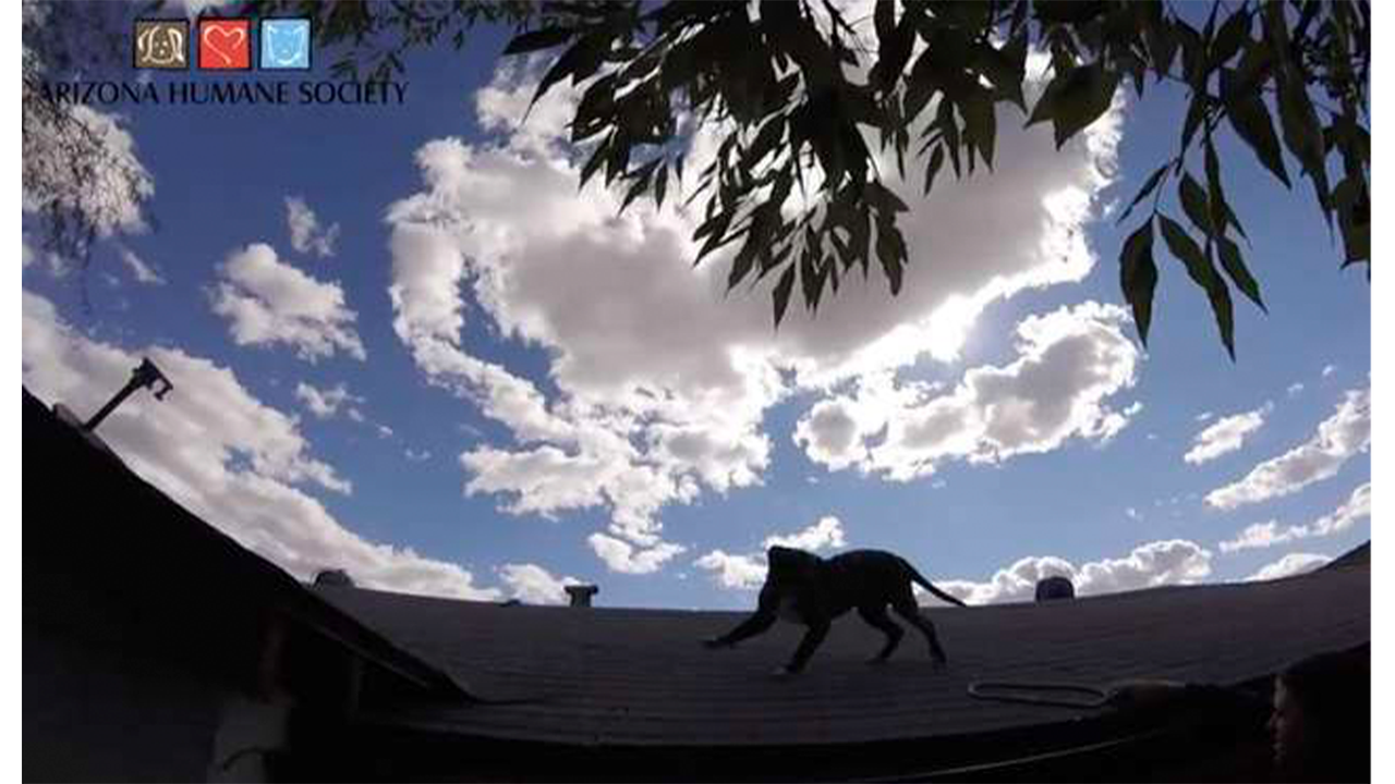 Собака залезла на крышу