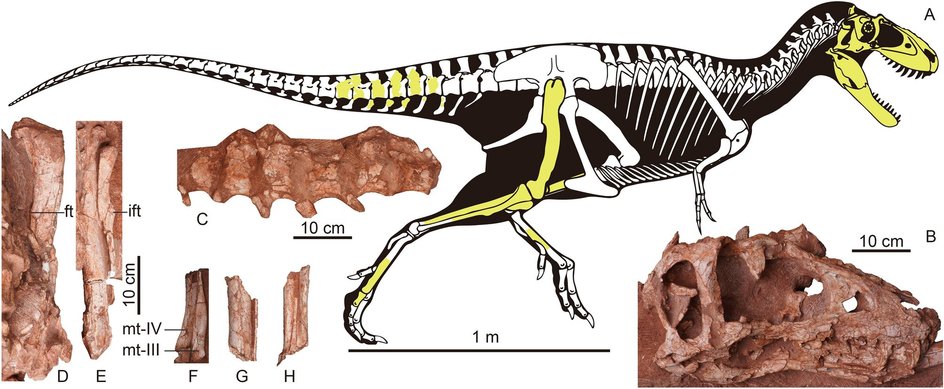 Ископаемые останки Asiatyrannus xui