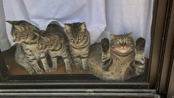 20 «грациозных» кошек, которые поразят вас своим изяществом (нет)