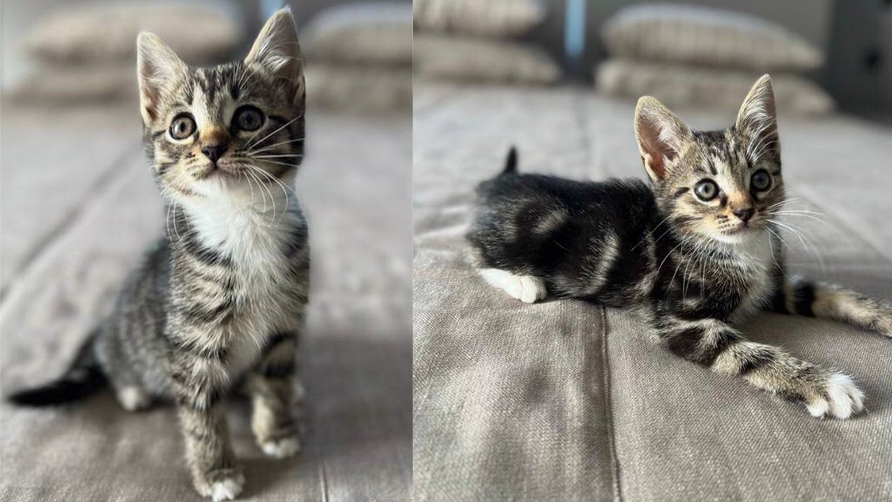 Семья котят Семья котят