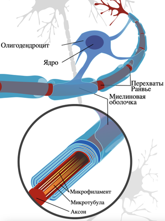 Отросток нейрона с миелиновой оболочкой и олигодендроцитом