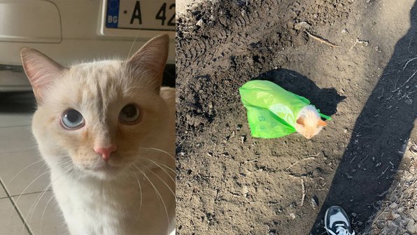 В Тюмени спасли котенка, которого оставили в пакете на трассе