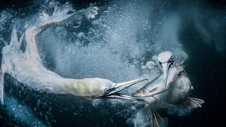 World Nature Photography Awards World Nature Photography Awards