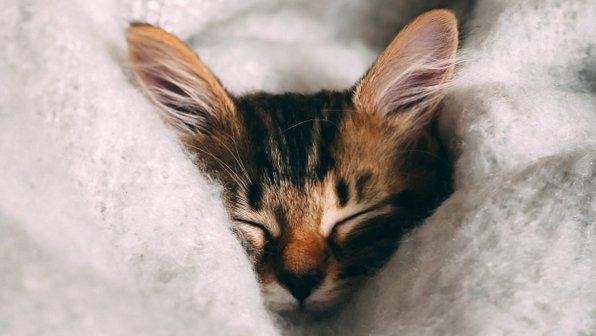 В обнимку и не только: 4 причины спать с кошкой