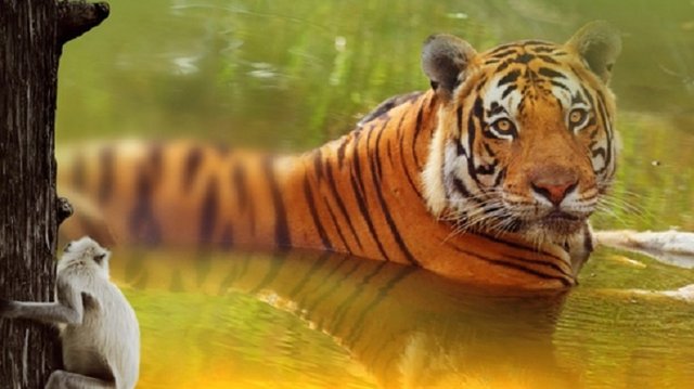 Индия 3D: По следам тигра