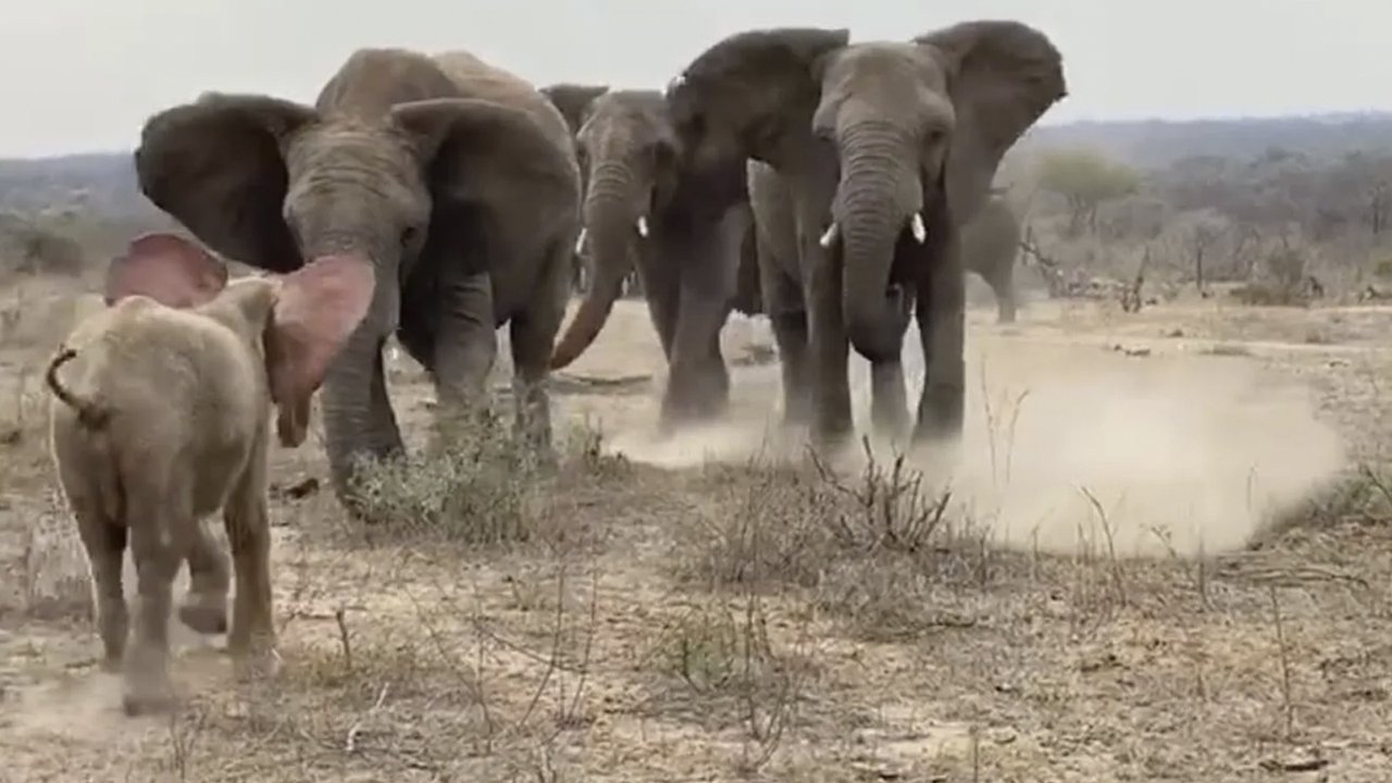 Слоны приняли осиротевшего слоненка