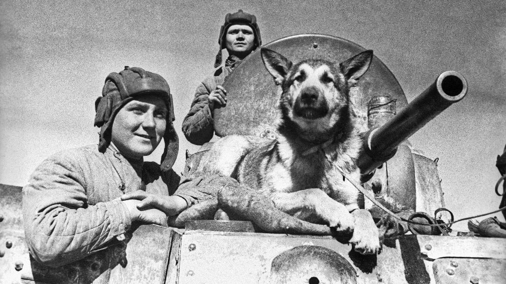 Джульбарс является единственной собакой, получившей медаль «За боевые заслуги» во время Второй мировой войны.