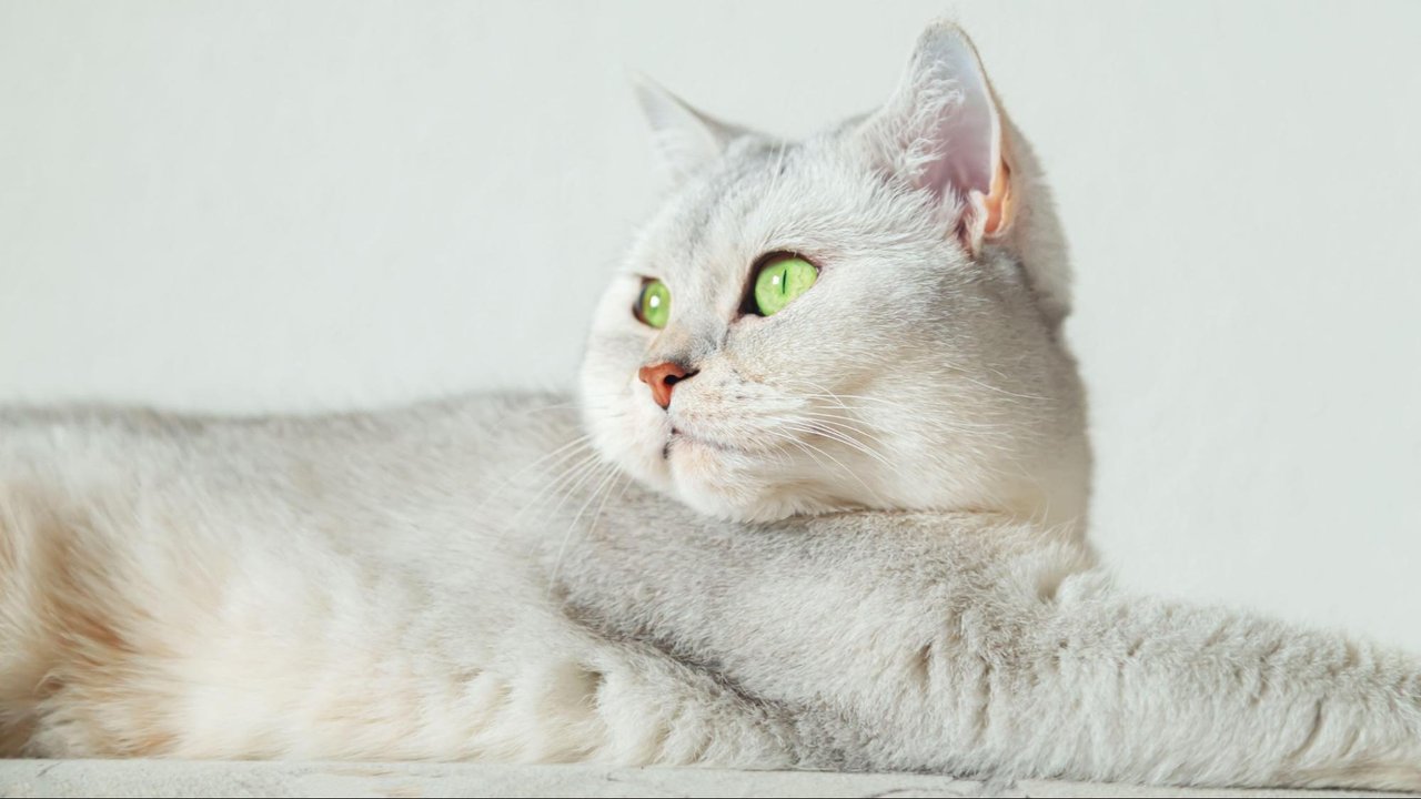 Кошка Кошка