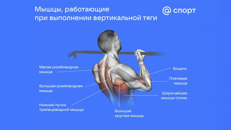 Инфографика мышц, работающих при вертикальной тяге. Инфографика мышц, работающих при вертикальной тяге.