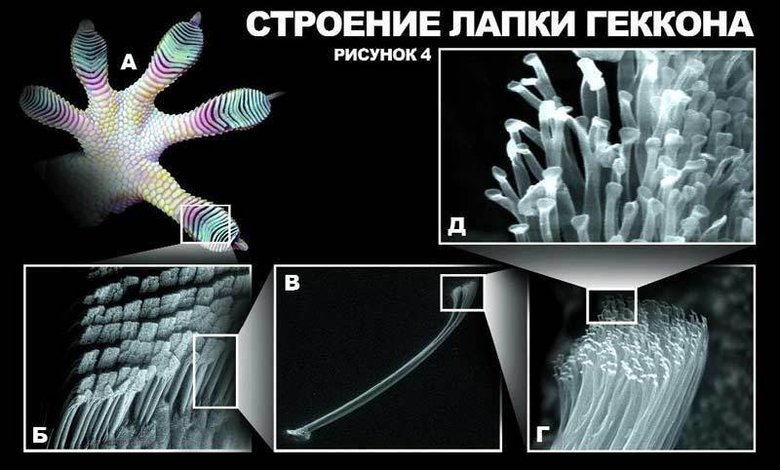 а. Лапка геккона б. «Подушечка» пальца геккона под микроскопом в. Одна из щетинок лапы геккона г. Она же, под бОльшим увеличением д. Максимальное увеличение щетинки. Фото: somuchnews